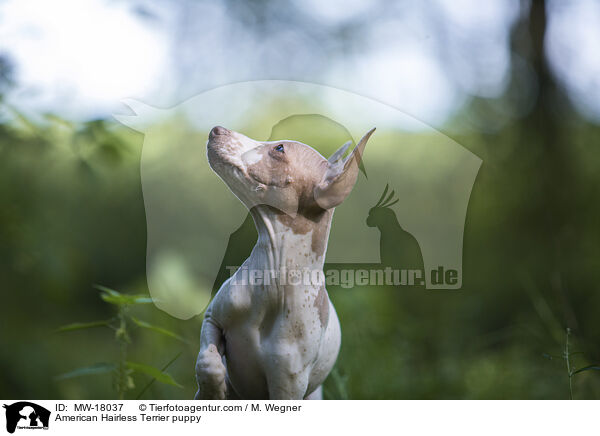 American Hairless Terrier puppy / MW-18037