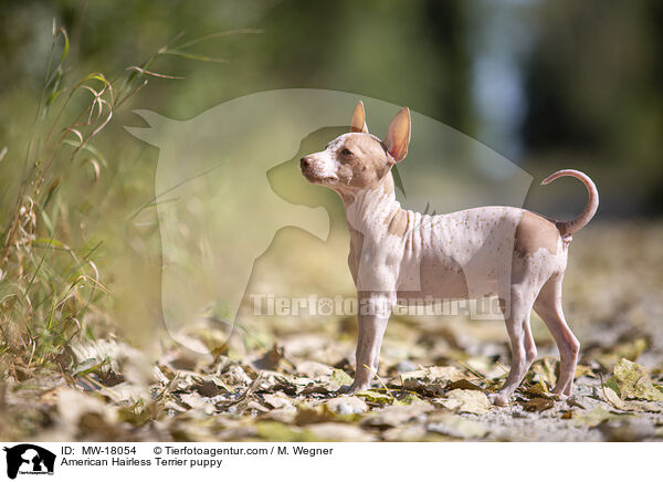 Amerikanischer Nackthund Welpe / American Hairless Terrier puppy / MW-18054