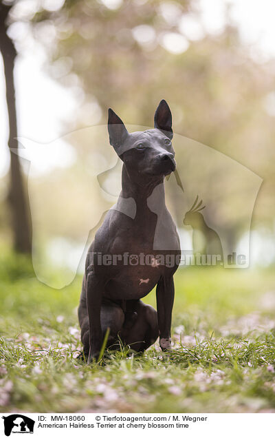 American Hairless Terrier zur Kirschbltezeit / American Hairless Terrier at cherry blossom time / MW-18060