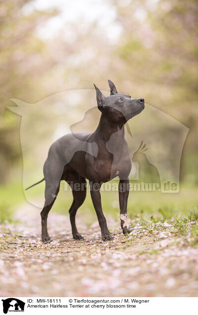 American Hairless Terrier at cherry blossom time / MW-18111