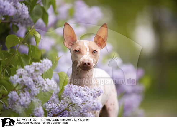 American Hairless Terrier zwischen Flieder / American Hairless Terrier between lilac / MW-18136
