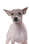 American Hairless Terrier Portrait