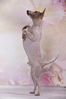 begging American Hairless Terrier