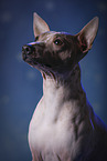 American Hairless Terrier Portrait