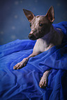lying American Hairless Terrier
