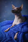 lying American Hairless Terrier