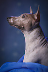 American Hairless Terrier Portrait