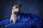 lying American Hairless Terrier