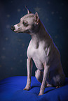 sitting American Hairless Terrier