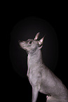 male American Hairless Terrier in front of black background