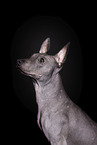 male American Hairless Terrier in front of black background