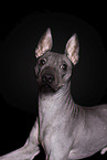 male American Hairless Terrier in front of black background