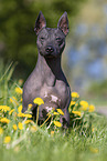 American Hairless Terrier between dandelions