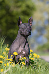 American Hairless Terrier between dandelions
