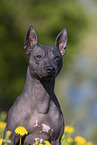 American Hairless Terrier between dandelions