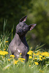 American Hairless Terrier between dandelions