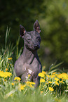 American Hairless Terrier between dandelions