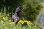 American Hairless Terrier between dandelions
