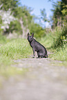 male American Hairless Terrier