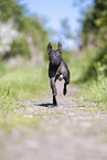 male American Hairless Terrier