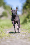 male American Hairless Terrier