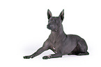 male American Hairless Terrier in front of white background