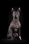 male American Hairless Terrier in front of black background
