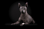 male American Hairless Terrier in front of black background