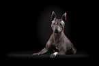 male American Hairless Terrier in front of black background