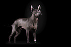 male American Hairless Terrier in front of black background