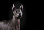 male American Hairless Terrier in front of black background