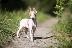 American Hairless Terrier puppy