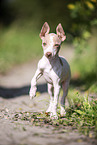 American Hairless Terrier puppy