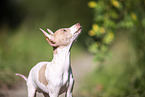 American Hairless Terrier puppy