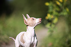 American Hairless Terrier puppy