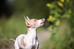 American Hairless Terrier puppy