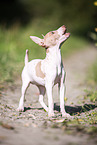 American Hairless Terrier puppy