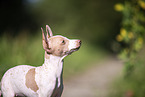 American Hairless Terrier puppy