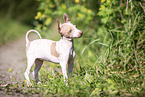 American Hairless Terrier puppy