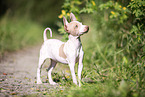 American Hairless Terrier puppy