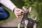 American Hairless Terrier puppy