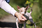 American Hairless Terrier puppy