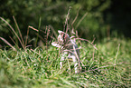 American Hairless Terrier puppy