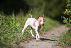 American Hairless Terrier puppy