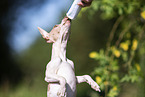 American Hairless Terrier puppy
