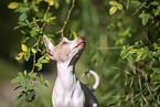 American Hairless Terrier puppy