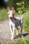 American Hairless Terrier puppy