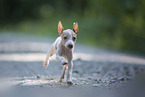American Hairless Terrier puppy