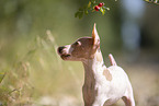 American Hairless Terrier puppy