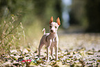 American Hairless Terrier puppy